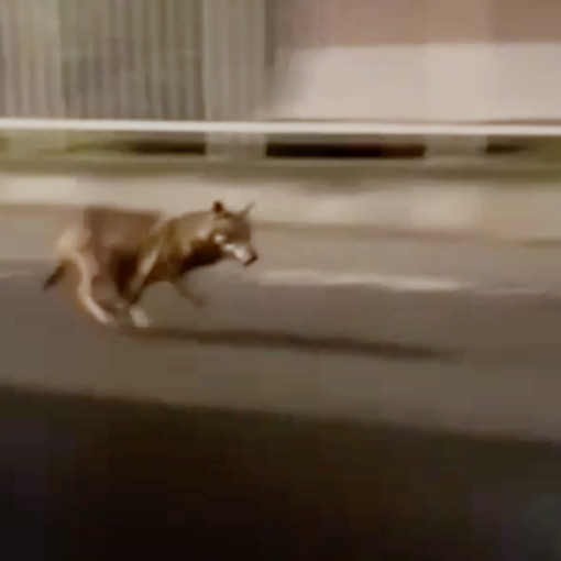 Un lupo tra le case nella zona sud di Villadossola VIDEO