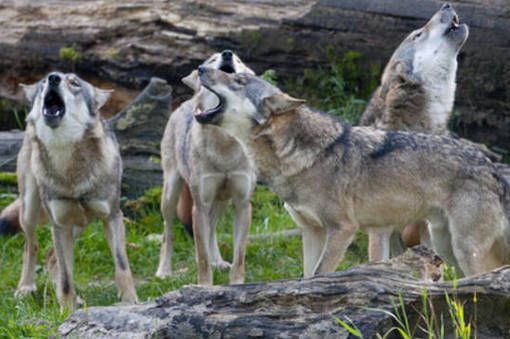 Polemiche in Valle Strona: ''Prete fa esorcismo per uccidere i lupi''