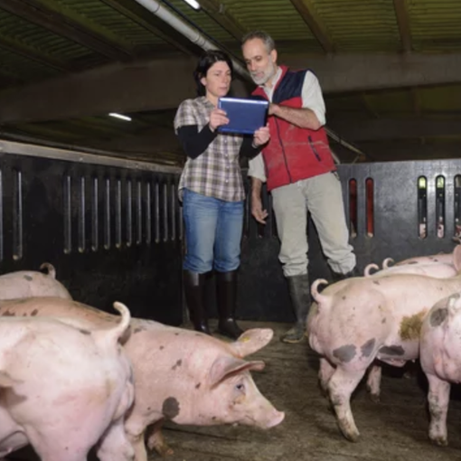''Peste Suina, serve un cambio di passo per evitare di abbattere senza motivo migliaia di maiali sani''