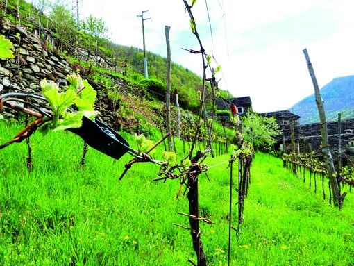 Aree Protette, concluso il progetto 'Sociaaalp: Reti sociali per agro ambienti alpini'