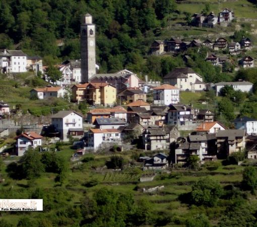 Capriolo sbranato in paese a Montescheno