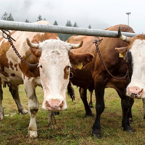 Torna al Centro del Fondo la mostra bovina della Valle Vigezzo