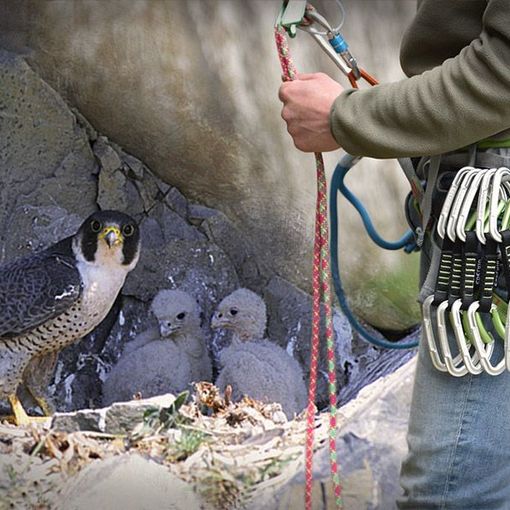 Nido di falco pellegrino al Sasso Bianco: divieto di arrampicata e accesso