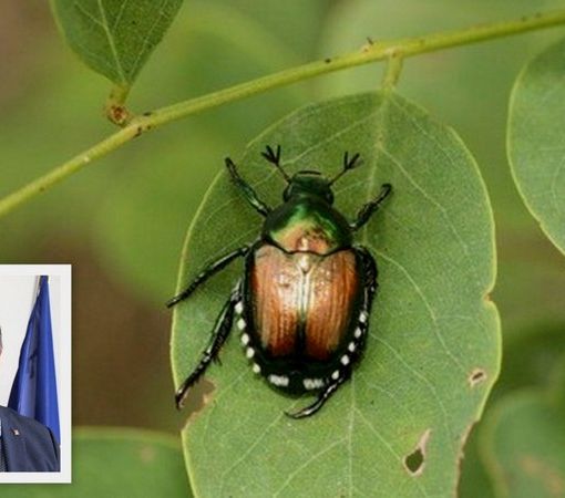 Popilia Japonica, Bongioanni: &quot;Bando da 2 milioni di euro per salvare con reti e protezioni la produzione florovivaicola&quot;