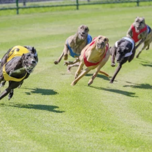 Lo strumento utilizzato dai migliori credenti del greyhound racing