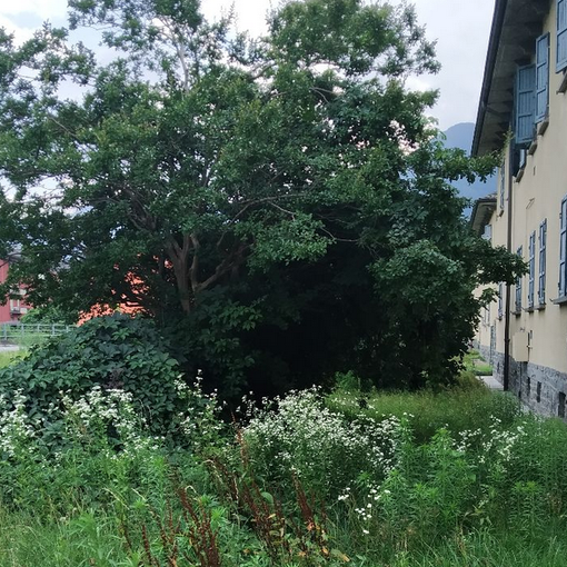“Erba e piante fuori controllo”, protestano i residenti del Villaggio