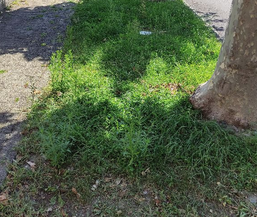 “Scarsa cura del verde nelle zone centrali di Premosello”