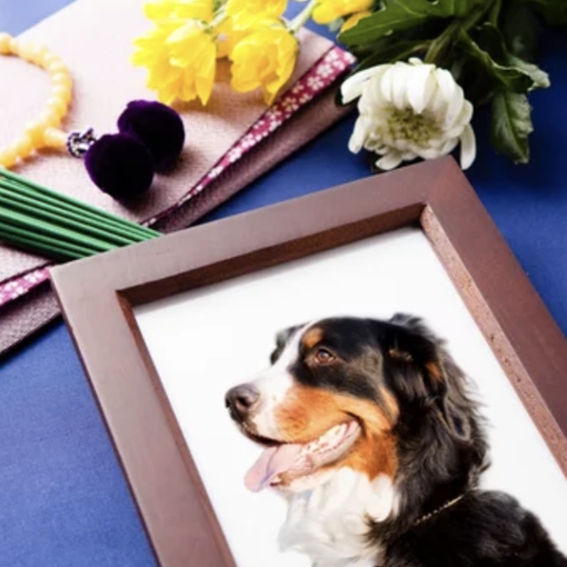 Onoranze funebri Torino: la cremazione degli animali domestici