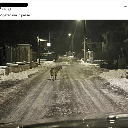 Un lupo fotografato tra le case a Druogno