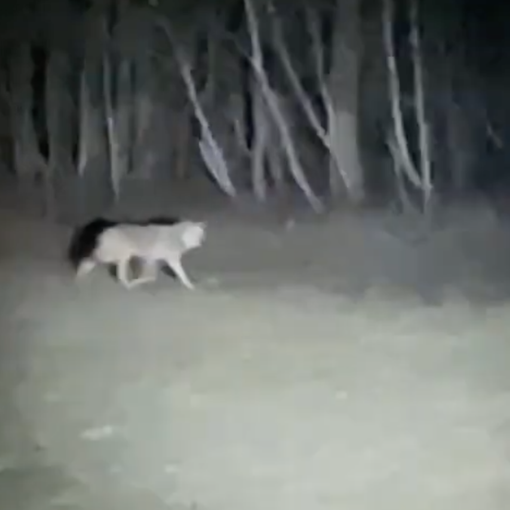 Un lupo filmato da due giovani a Premia VIDEO