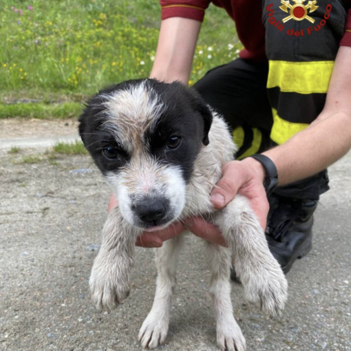 Cucciolo in difficoltà salvato in una forra a Maiesso