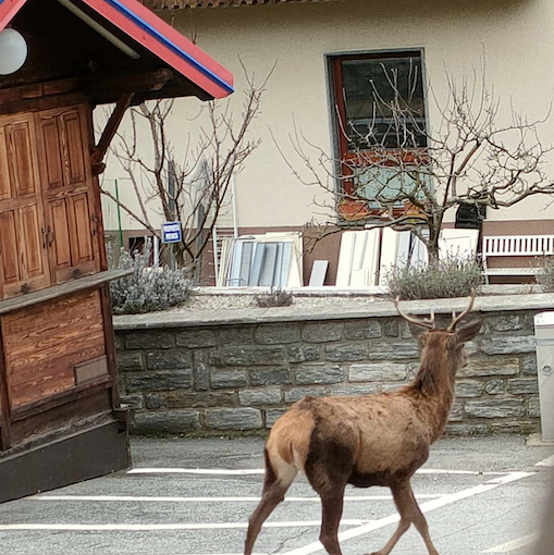 Un cervo a spasso per le vie di Bannio Anzino