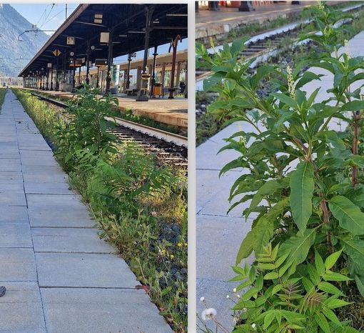 Erba alta alla stazione: brutto biglietto da visita per i turisti