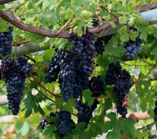 Troppa pioggia, il Vallese 'allenta' i requisiti per il vino Doc