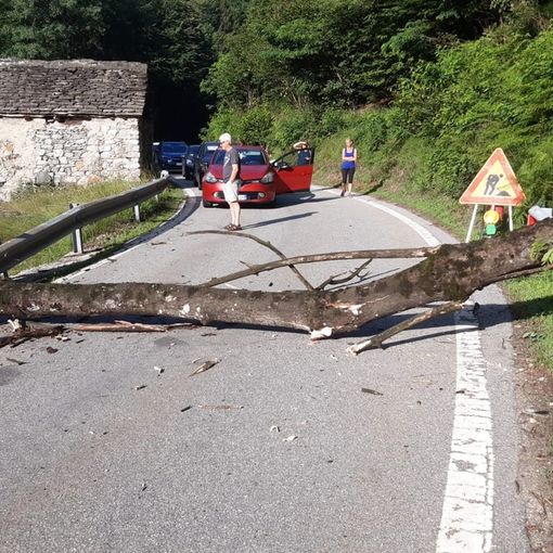 Paura sulla 337, pianta cade sulla strada, transito interrotto