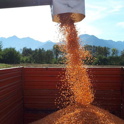 Iniziata la raccolta del mais per la polenta di Beura