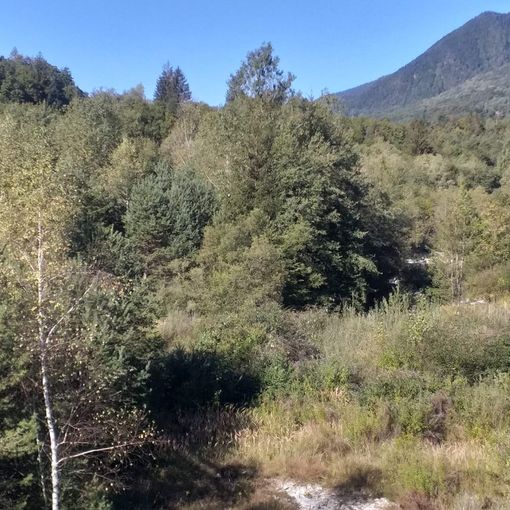 Fiume Melezzo invaso dalla vegetazione, un pericolo