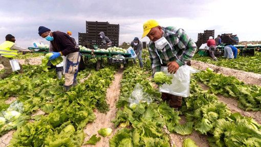 Agricoltura, aperto il bando per la sistemazione dei lavoratori stagionali