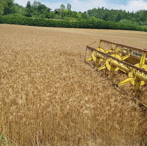 L'appello di Coldiretti: &quot;Contro le speculazioni sul grano valorizzare i progetti di filiera Made in Piemonte&quot;