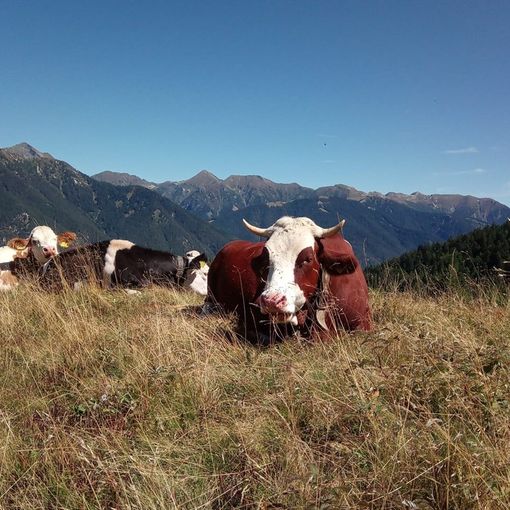 Il comitato allevatori del Vco entra nel coordinamento nazionale Conapi