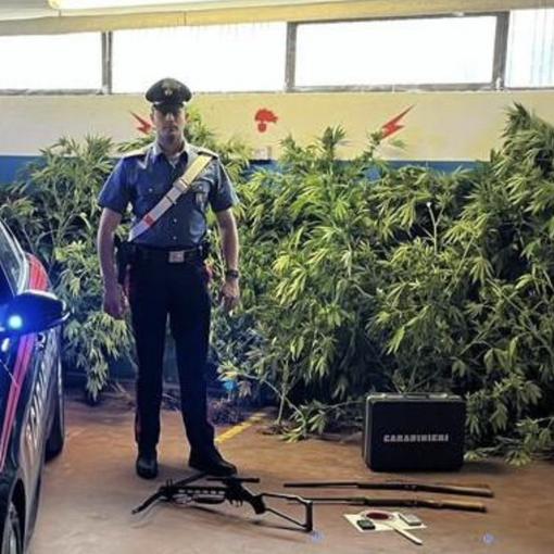 Coltivava cannabis nell'orto, denunciato dai Carabinieri