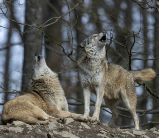 Malesco e Borgomezzavalle &quot;territori liberi dai lupi&quot;: interviene Lndc Animal Protection