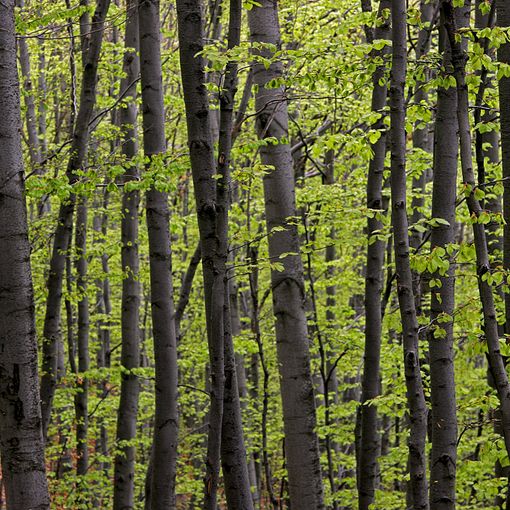 “Piantare dove si può e gestire dove si deve, qualche considerazione per la Giornata degli Alberi”