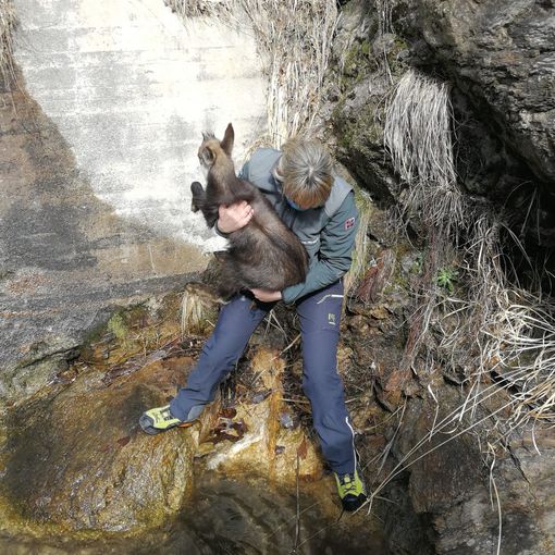 Cucciolo di camoscio finisce in trappola sulle rocce, salvato dalla Polizia provinciale FOTO E VIDEO