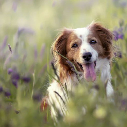 Nasce il tavolo regionale per il benessere animale