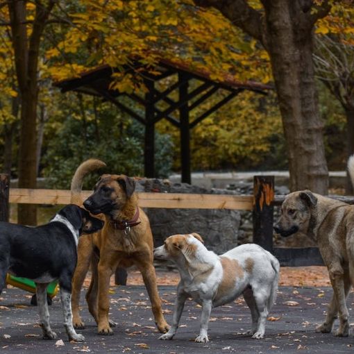 Gestire animali indesiderati in modo umano: l'utilità della pistola scacciacani