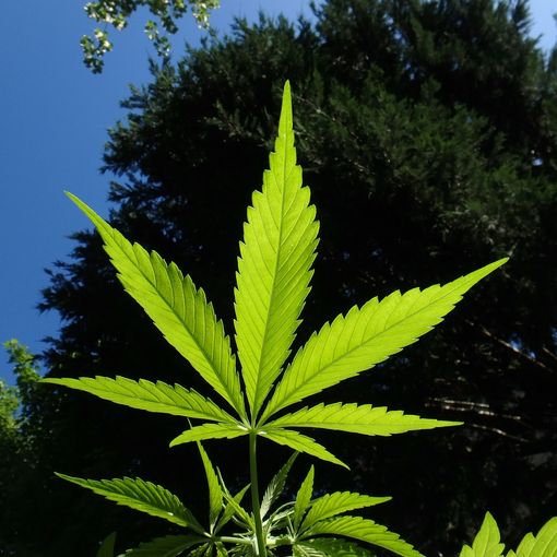 Cbd e psicosi: cosa dice la ricerca