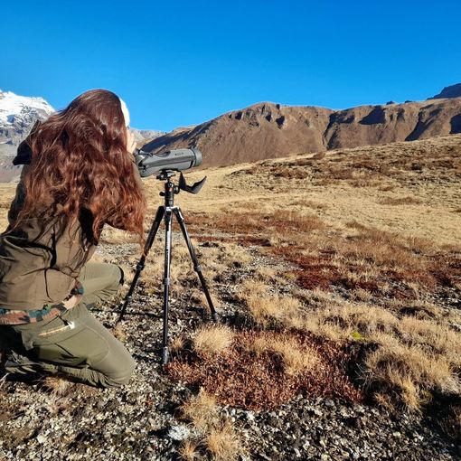Camosci nel parco Veglia-Devero: avvistati 'solo' 98 esemplari