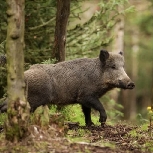 Coldiretti: fallimentari le azioni della Regione sulla fauna selvatica