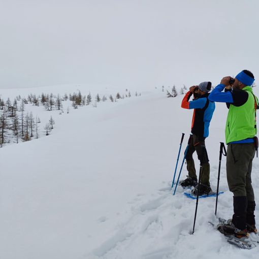 Fagiani di monte più numerosi a Devero (115 esemplari) che in Valle Antrona (34)