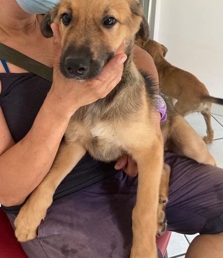 Ettore, il cucciolo di cane da poco adottato da una delle famiglie nella casa di via Bramafame 42 /foto del profilo Facebook di Enpa Torino