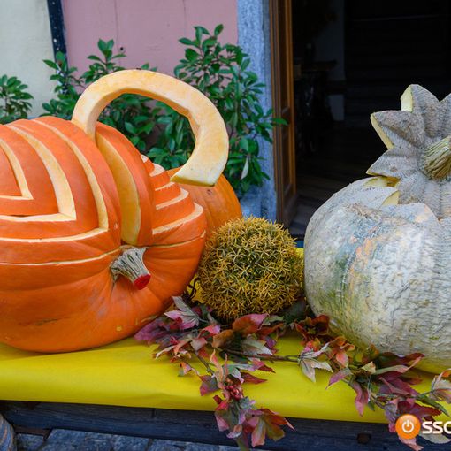 A Santa Maria Maggiore sale l'attesa per 'Fuori di Zucca'