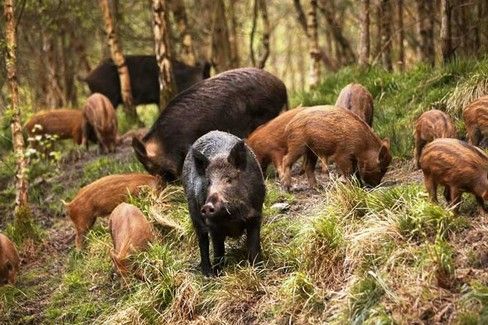 Fauna selvatica, in aumento gli incidenti: Coldiretti pronta a costituirsi parte civile