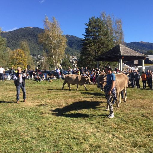 Esposti oltre 240 capi alla Mostra bovina in Vigezzo