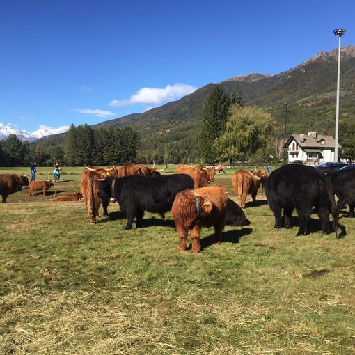 Domenica 1 ottobre torna la Mostra Bovina