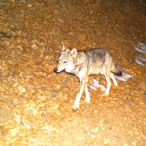 “Studi recenti confermano la necessità di consentire l’abbattimento selettivo dei lupi che uccidono animali d’allevamento”