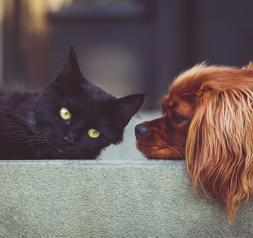 Animali da compagnia, nuove funzionalità sul portale Sinac