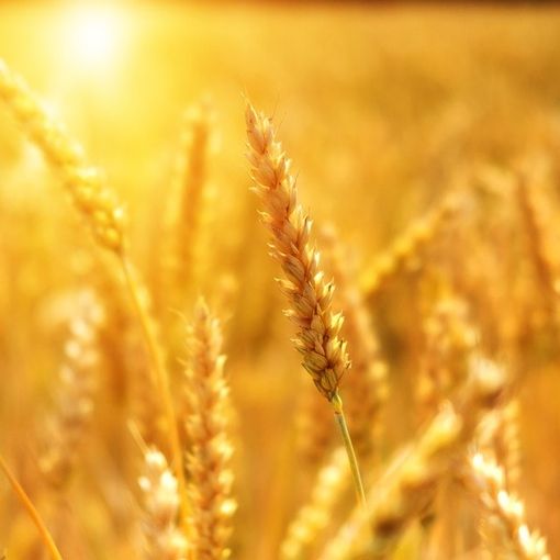 Regione, aperti i bandi per il credito di conduzione in favore di imprenditori agricoli singoli e associati
