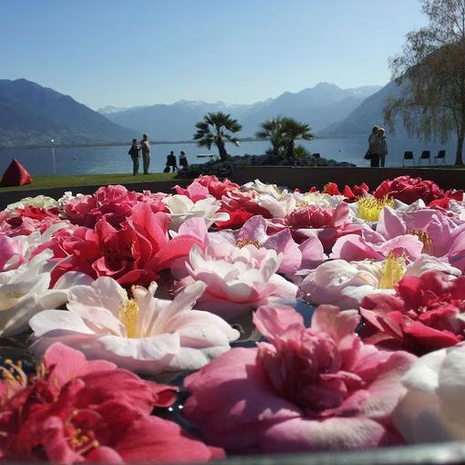 Il Parco delle Camelie di Locarno ospita la 26esima edizione della rassegna