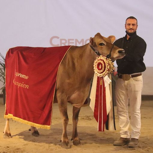 Nella foto (tratta dal sito dell'azienda): la vacca della stalla ossolana premiata a Cremona