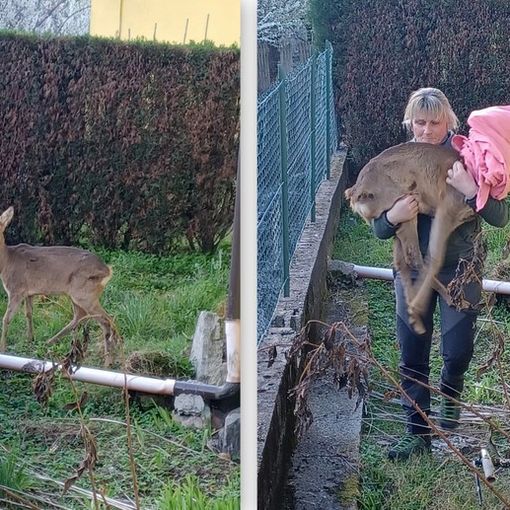 A sinistra il capriolo, a destra il suo recupero da parte dell'agente Lorena Croppi. Nel filmato la liberazione dell'ungulato nel prati sopra Domo