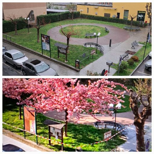 Gli alberi di piazza Tabarini non fioriscono più