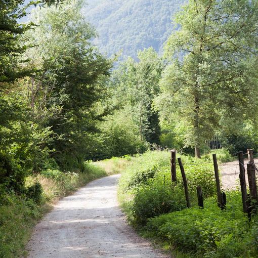 Tre nuove piante nel Bosco Tenso in ricordo di tre grandi donne