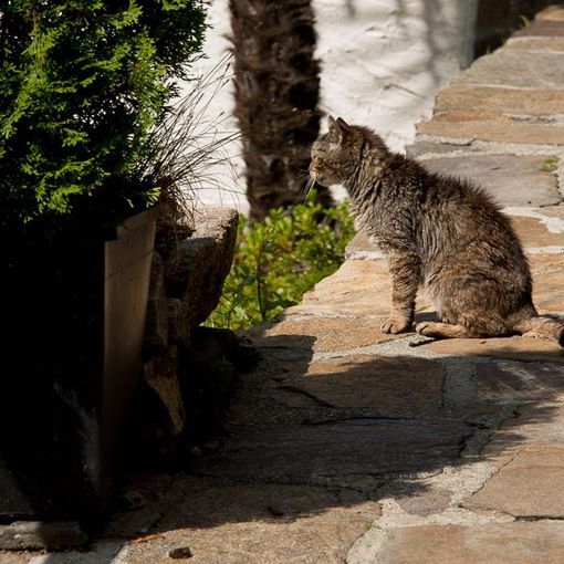 Aumentano le spese detraibili per gli animali domestici