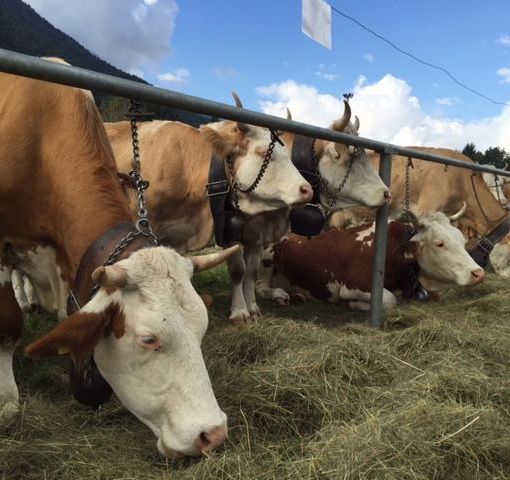 Weekend a Crodo con la Mostra bovina provinciale