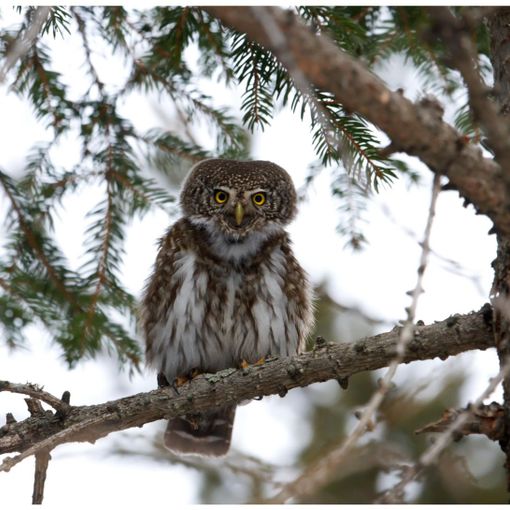 Val Grande, cena al rifugio con approfondimento sulla fauna alpina